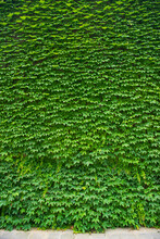 Beatiful Spring Green Vine Leaf On Wall