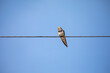 © Tim Booth Photography/Stocksy - Bird on a wire