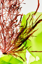 Seaweed Background Texture