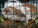 Fototapeta Zwierzęta - a white and brown rabbit in a cage. cute little face with big ears. petting zoo