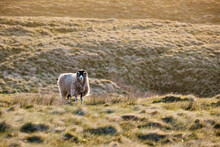 Swaledale Sheep On The Fell At Sunset. Wharton Fell, Cumbria, UK