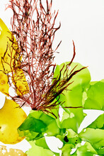 Seaweed Background Texture