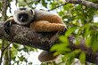 © Mark Pollard/Stocksy - A Cautious Lemur Crouches on a Tree