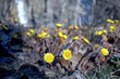 first spring flowers. Flowers of tussilago farfara, beautiful yellow flowers