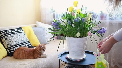 Wall Mural - Easter home decor. Woman decorates spring blooming flowers in pot with eggs. Yellow hyacinths, tulips, muscari. Space