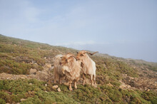 Wild Goats On Hill Slope