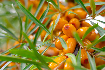 Lot of sea buckthorn orange ripe raw berries on twigs with green thin leaves on bush. Seasonal organic garden berry