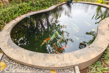 Wall Mural - koi fish in the garden pond