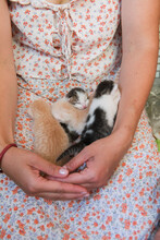 Bunch Of Kittens On Woman's Hand