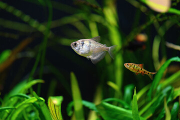 Tetra fish in an aquarium on a green background (Gymnocorymbus ternetzi)
