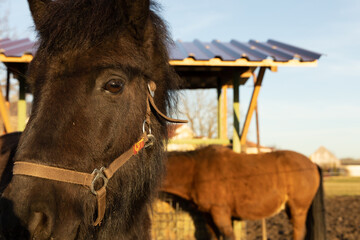 portrait of a donkey in front of a stable