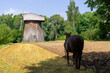 Windmill and the horse