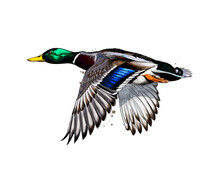 Duck From A Splash Of Watercolor, Colored Drawing, Realistic. Vector Illustration Of Paints