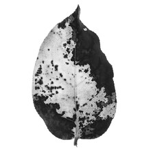 Decaying Leaf, Black And White