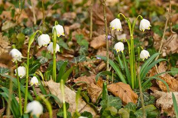 A  group of beautiful white blooming spring snowflakes, wild in a forest