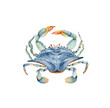 blue crab watercolor illustration in marine style. hand painted on white background