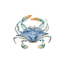 Blue Crab Watercolor Illustration In Marine Style. Hand Painted On White Background