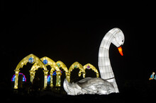 Creative Colorful Figure Of A White Swan Made As A Lantern On A Black Background. 13 March 2021, Lantern Festival, Minsk, Belarus