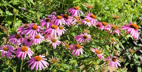 Wall Mural - Echinacea purpurea.