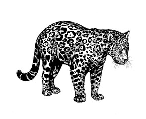 panther jaguar wild cats illustration