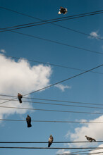 Pigeons Sit On Electric Wires Against Deep Blue Sky