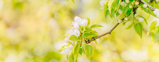  Beautiful panoramic spring landscape with blooming white apple tree flowers and bokeh background