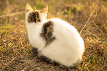 Wall Mural - White cat sitting in the old brown grass in a sunny garden