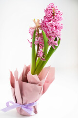 Wall Mural - pink hyacinth with green leaves in a package with a purple ribbon