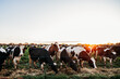 © Claira Whipp/Stocksy - dairy cows in a paddock