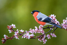 Male Eurasian Bullfinch (Pyrrhula Pyrrhula) On A Branch With Pink Flowers On A Beautiful Day In May.