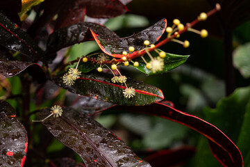 red leave plant