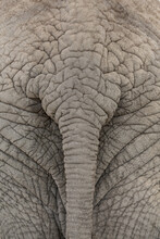 Mussina The Elephant