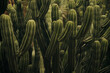 © Luis Herrera/Stocksy - Group of cactus