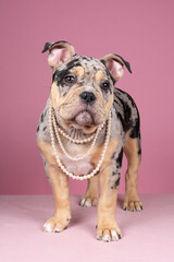 Wall Mural - Portrait of a cute old english bulldog puppy with pearls looking at the camera on a pink background