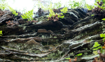 Wall Mural - rock formation made from sandstones inside of a forest