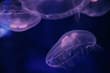 Group Of Jellyfish