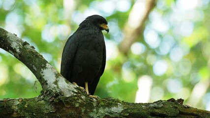 Wall Mural - Common Black Hawk - Buteogallus anthracinus  big dark bird of prey in the family Accipitridae, formerly Cuban black-hawk - Buteogallus gundlachii as a subspecies, on the tree, witty two mirror birds