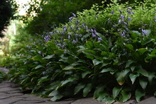 Hosta, Flower In The Garden, Ornamental Flower Bed Plant. Photo In The Natural Environment. Flower Hosta Growing In The Summer Garden. Hosta Blossoming With Blue Flower In A Garden.