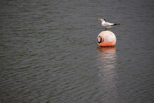 A Royal Tern Coastal Bird Standing On A Floating Faded Orange Marker Buoy In The Middle Of A Pond Near A Swamp.