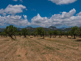 Wall Mural - countryside on the balearic island of Mallorca, Spain