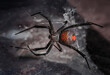 © Robert Downie/Stocksy - Redback Spider