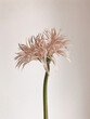 © Vradiy Art/Stocksy - Exotic flower