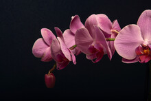 Orchid Still Life.
