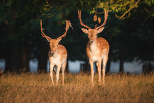 Golden Light Wildlife Portrait Of A Pair Of Male Spotted Fallow Deer Stags (dama Dama) In An Atmospheric English Countryside Forest.