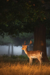 golden light wildlife portrait a male spotted fallow deer stag (dama dama) in a misty, foggy and atm