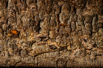 USA, New York, Adirondack State Park. Abstract of tree bark.