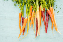 Bunch Of Freshly Picked Rainbow Carrots 