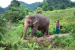 Walking the elephant - North of Chiang Mai, Thailand. A girl is walking an elephant through the jungle. The walk is part of an elephant experience in a sanctuary for old elephants.