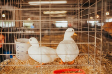 Two Ducks In A Cage.
