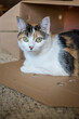 Calico cat relaxing inside of her cardboard box hiding place. 